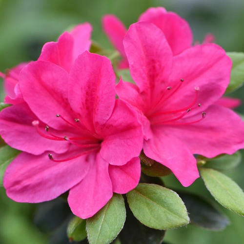 Azalea dwarf pink hardy - dwarf,