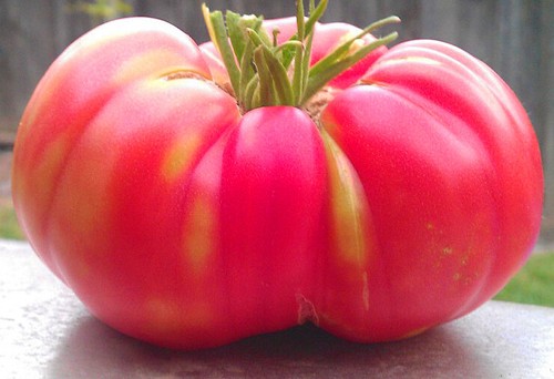 Tomato brandywine pink - -, 40
