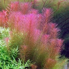 Rotala wallichii - wallichii, (