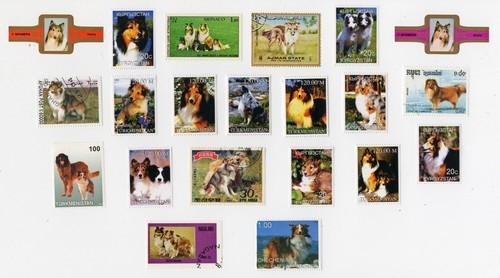 Shetland sheepdog sheltie - sheepdog,