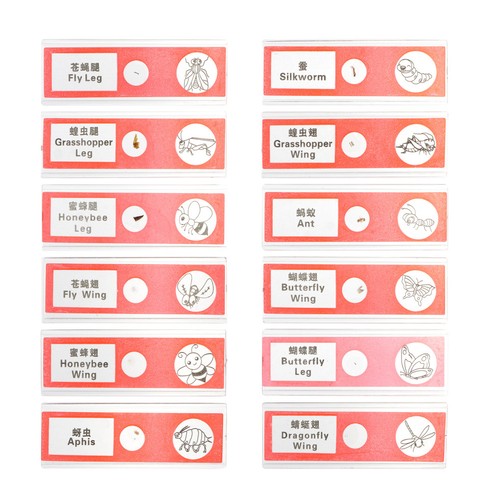 Slide specimen kit insects - slide,