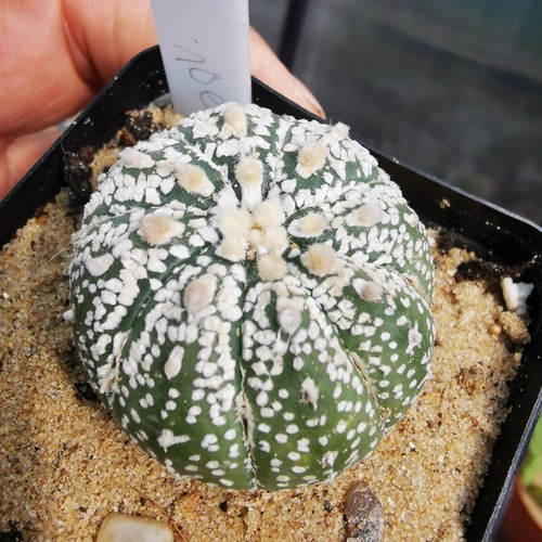 Astrophytum asterias super - astrophytum,