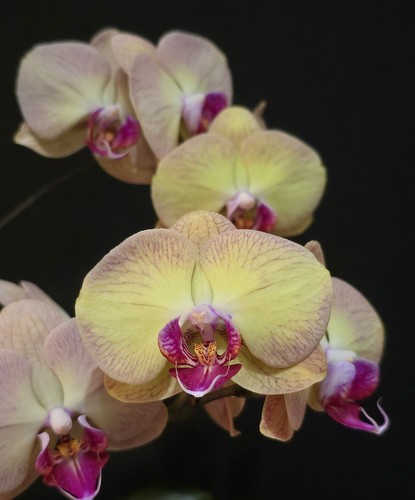 Phalaenopsis lion king - phalaenopsis, 1
