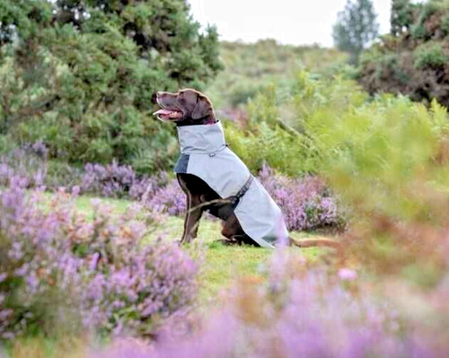 Rukka pets dog - rukka, shine