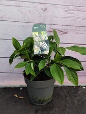 2L Viburnum 'Davidii' Fragrant