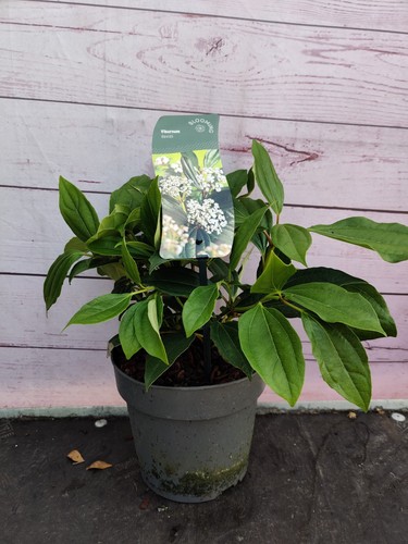 Viburnum davidii fragrant - 2l,