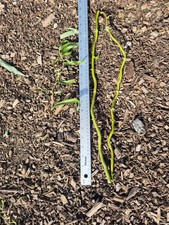 20x Salix Matsudana Curly Willow 50cm Living UNOOTED whips