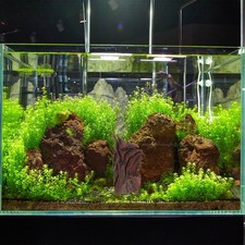  Desktop Aquarium Decor Wooden