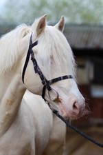 Official Libby's Exmoor Bridle Small Pony Pony Cob Full Extra Full Horse 