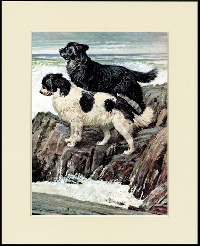 Newfoundland dog art print - dog,
