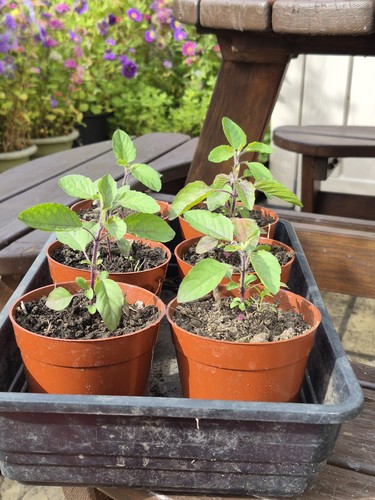 Tulsi holy basil - basil, potted