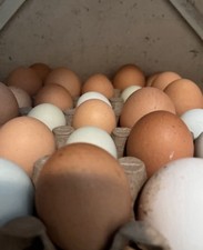 12x Mixed Chicken Eggs