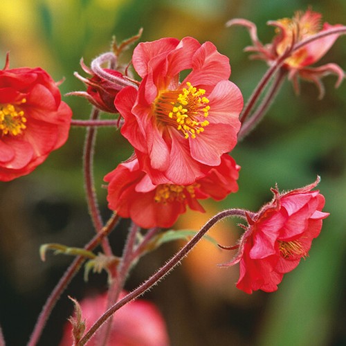 Geum flames passion - geum, passion'