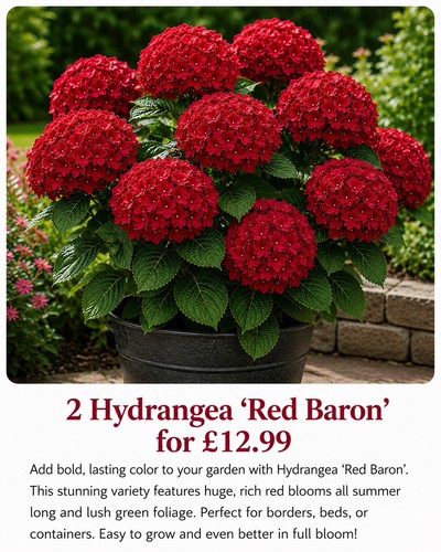 Red baron hydrangea live - 2,