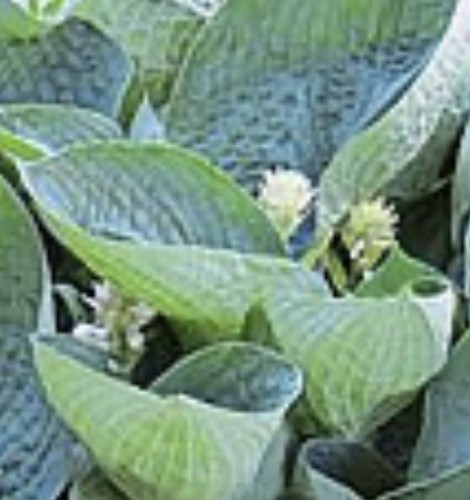 Hosta abiqua drinking - hosta,