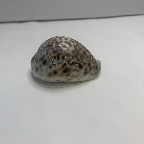 Tiger cowrie shell cypraea - shell, (cypraea