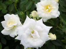 'Kent' Potted Standard Rose