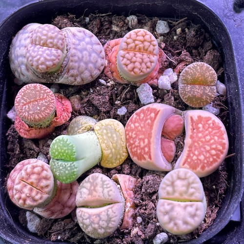 Clearance sale lithops living - lithops,