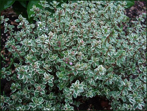 Pack lemon thyme thymus x - pack,