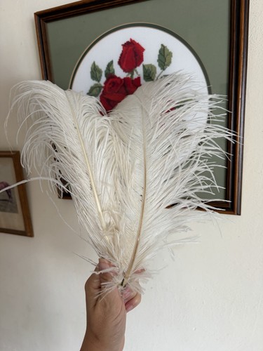 Antique large white ostrich - white,