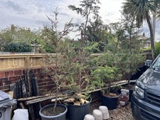 Leylandii Green Evergreen