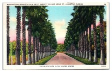 Washingtonia Robusta Palm