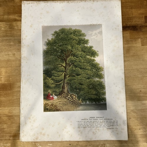 Antique book lithograph print - book,