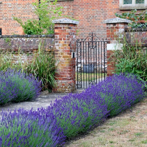 Lavender hidcote hardy - lavender,