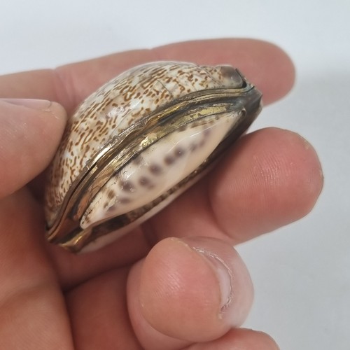 Antique 19thc cowrie shell - cowrie,