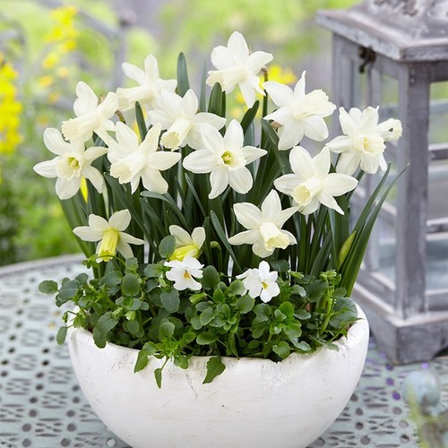 Narcissus snow baby 25 or - snow,