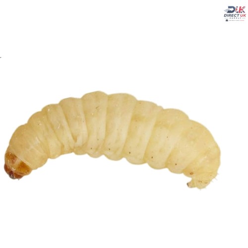 Pack waxworms 15g live - 15g,