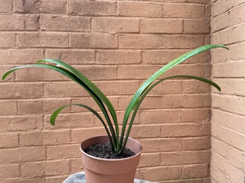 Organic clivia two yeas - clivia-, old