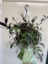 Aeschynanthus Japhrolepsis
