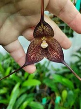 Rare Dracula hirtzii orchid