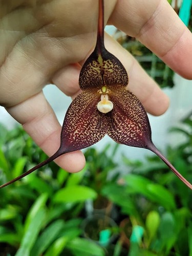 Rare dracula hirtzii orchid - hirtzii,