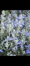Teucrium fruticans pot - pot, –