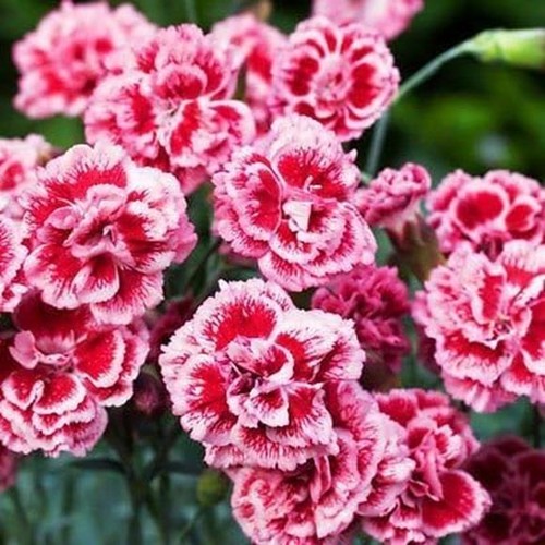 Dianthus scent first sugar - first®,