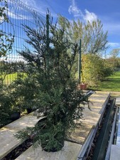 X10 Green Leylandii | Hedging Conifer | Evergreen | 2ltr Pot | 3-4ft