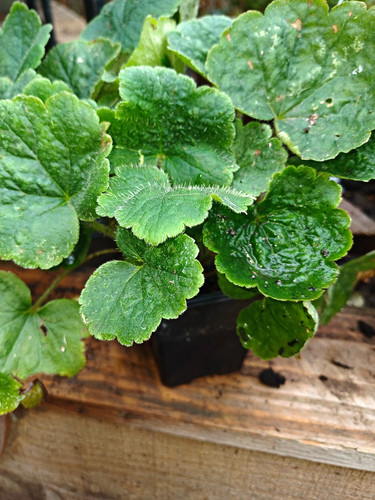 Tellima grandiflora plugs - grandiflora, x3