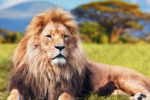 Wild lion dangerous - wild,
