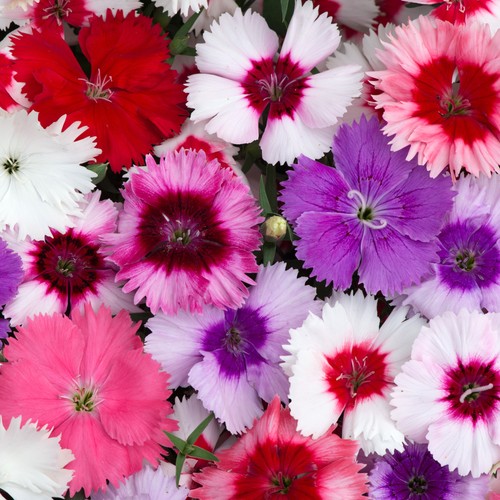 Dianthus corona mixed - corona, |