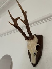 Mounted Antlers of a  Roe Deer