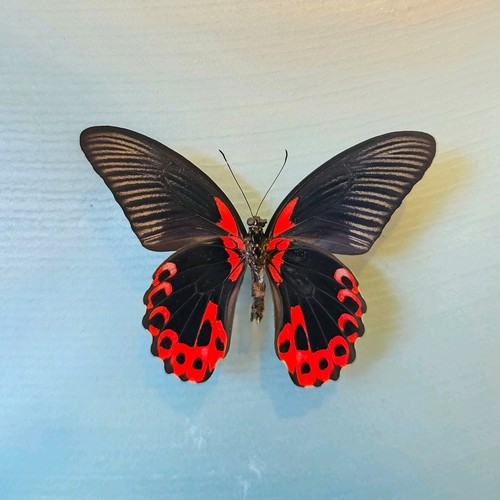 Papilio rumanzovia scarlet - papilio,