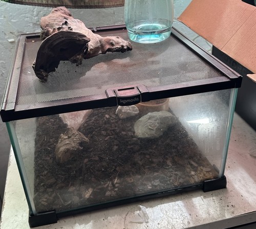 Komodo glass terrarium - komodo,