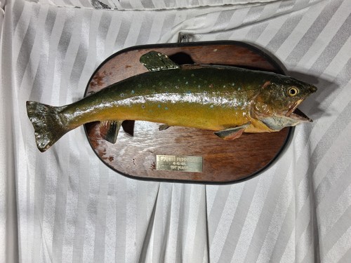 Vintage virginia trophy - vintage,