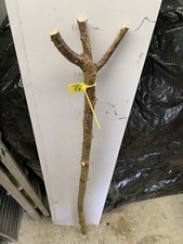 HAZEL SHANK WALKING STICK KNOB / Thumb-stick Lot 51