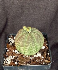 Euphorbia obesa, succulent
