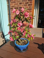 639 thick trunk - trunk, flowering