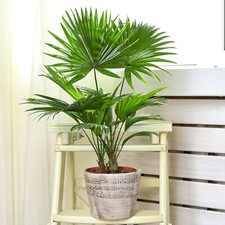 Livistona Fan Palm Large Indoor Tropical House Plant Real Evergreen Tall Plants
