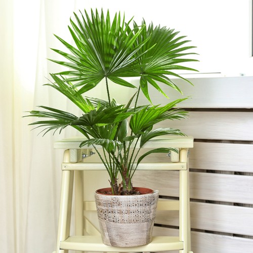 Livistona fan palm - livistona,